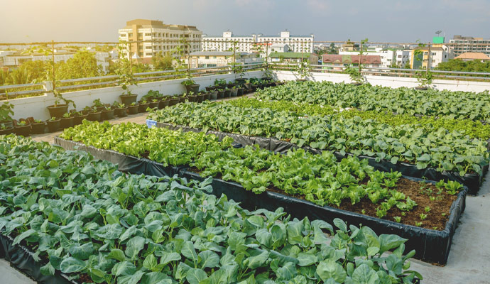 Rooftop Garden Design